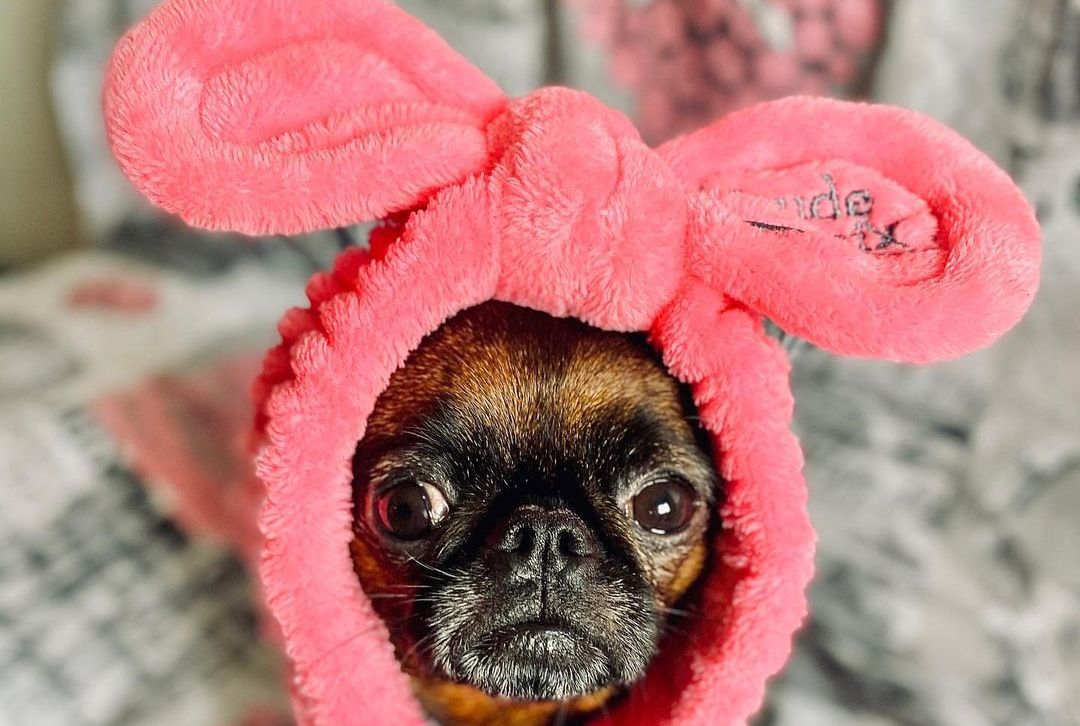 15 Cool Facts About Brussels Griffons