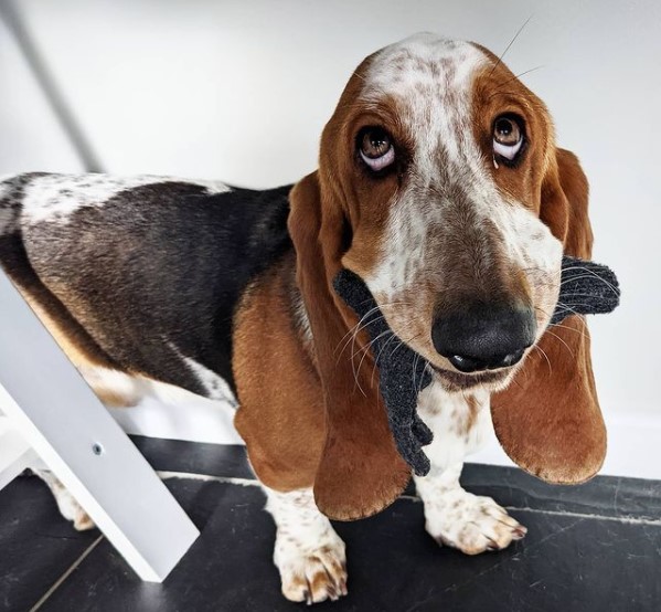 15 Pictures That Prove Basset Hounds Are Perfect Weirdos 9 15 Pictures That Prove Basset Hounds Are Perfect Weirdos 9