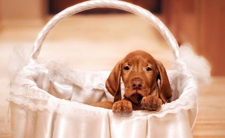 16 Interesting Facts About Vizsla Dogs