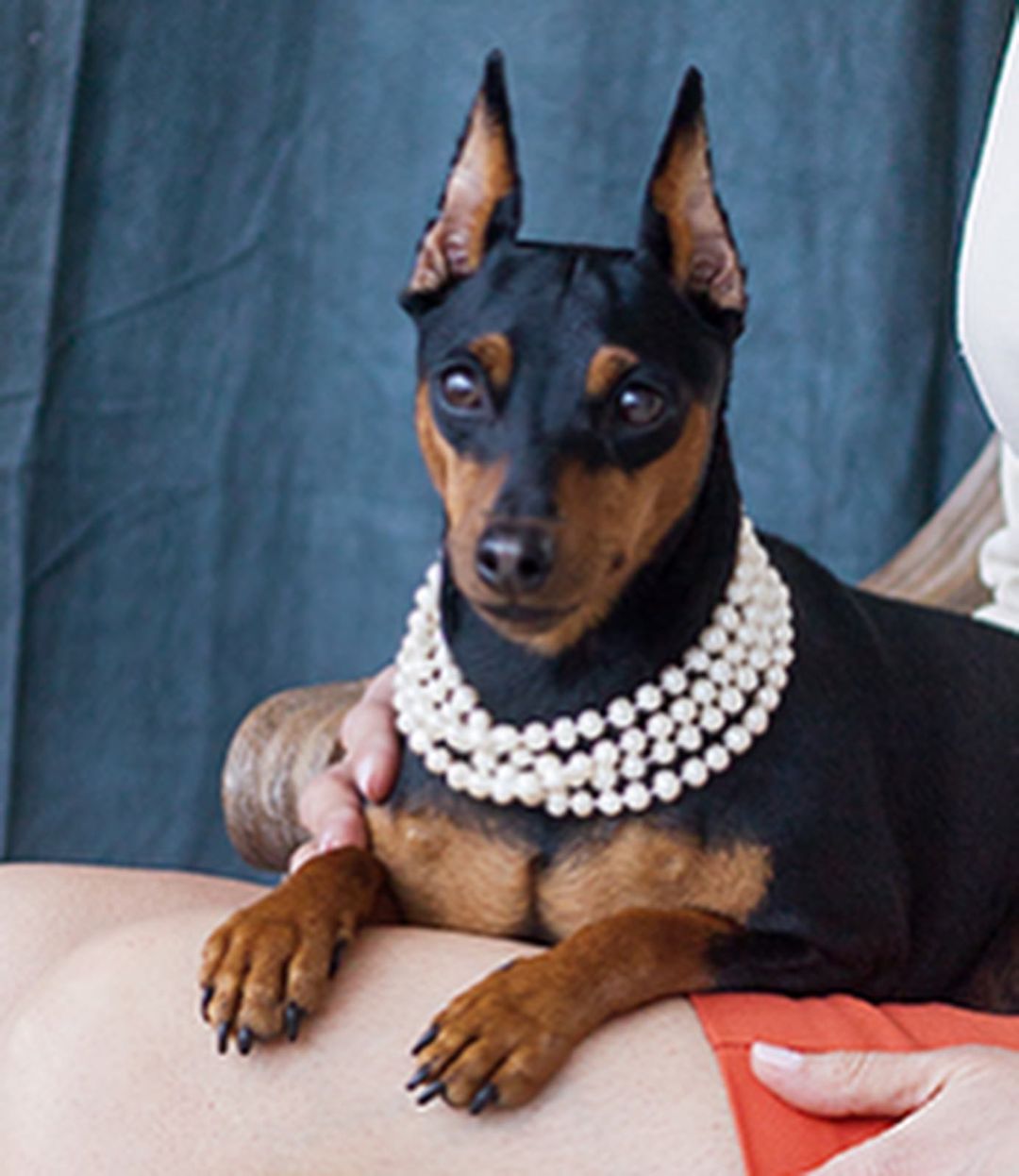 15 Interesting Facts About Miniature Pinschers 11