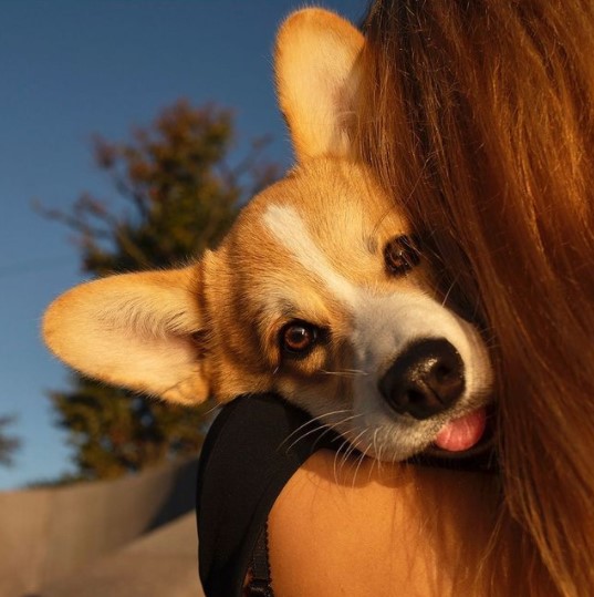 15 Pictures That Prove Corgis Are Perfect Weirdos 9 15 Pictures That Prove Corgis Are Perfect Weirdos 9
