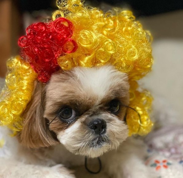 15 Pictures That Prove Shih Tzu Are Perfect Weirdos 10 15 Pictures That Prove Shih Tzu Are Perfect Weirdos 10