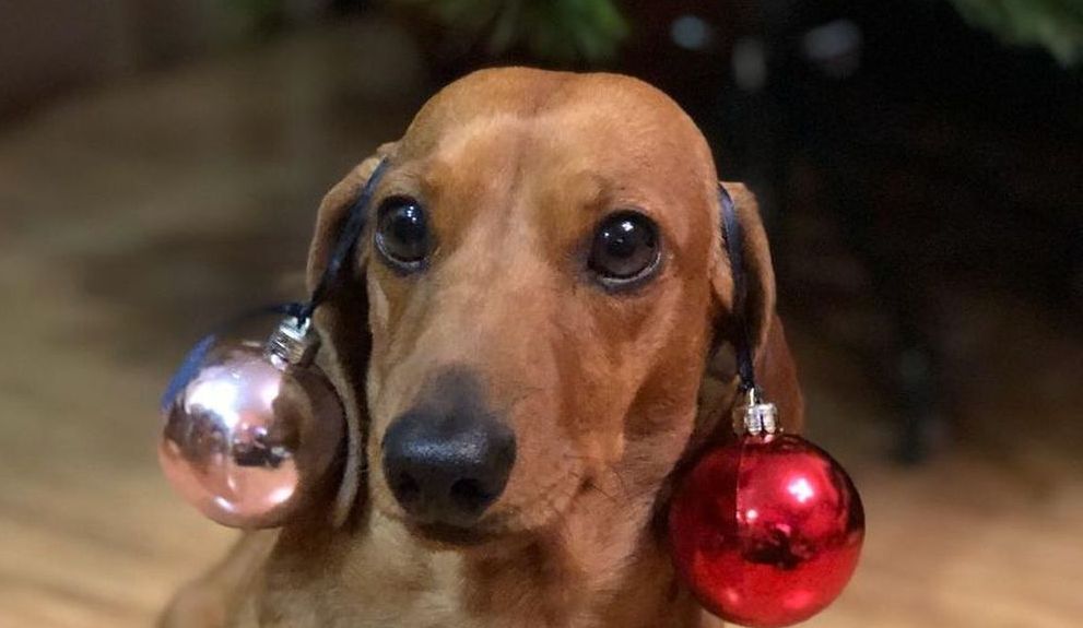 15 Interesting Facts About Dachshunds