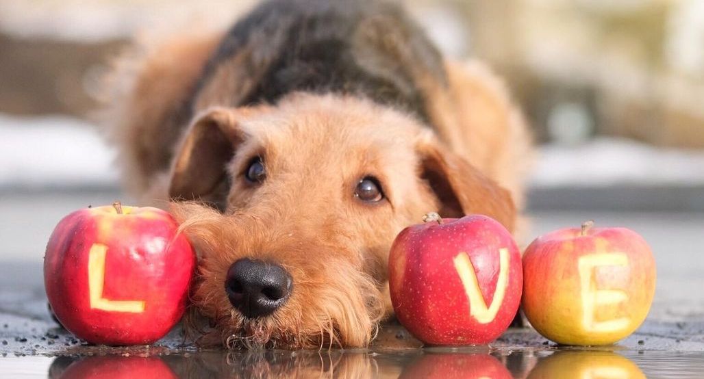 15 Interesting Facts About Airedale Terriers