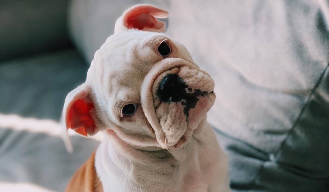 15 Cool Facts About English Bulldogs