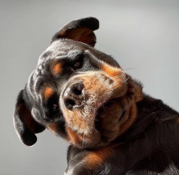15 Pictures That Prove Rottweilers Are Perfect Weirdos 10 15 Pictures That Prove Rottweilers Are Perfect Weirdos 10