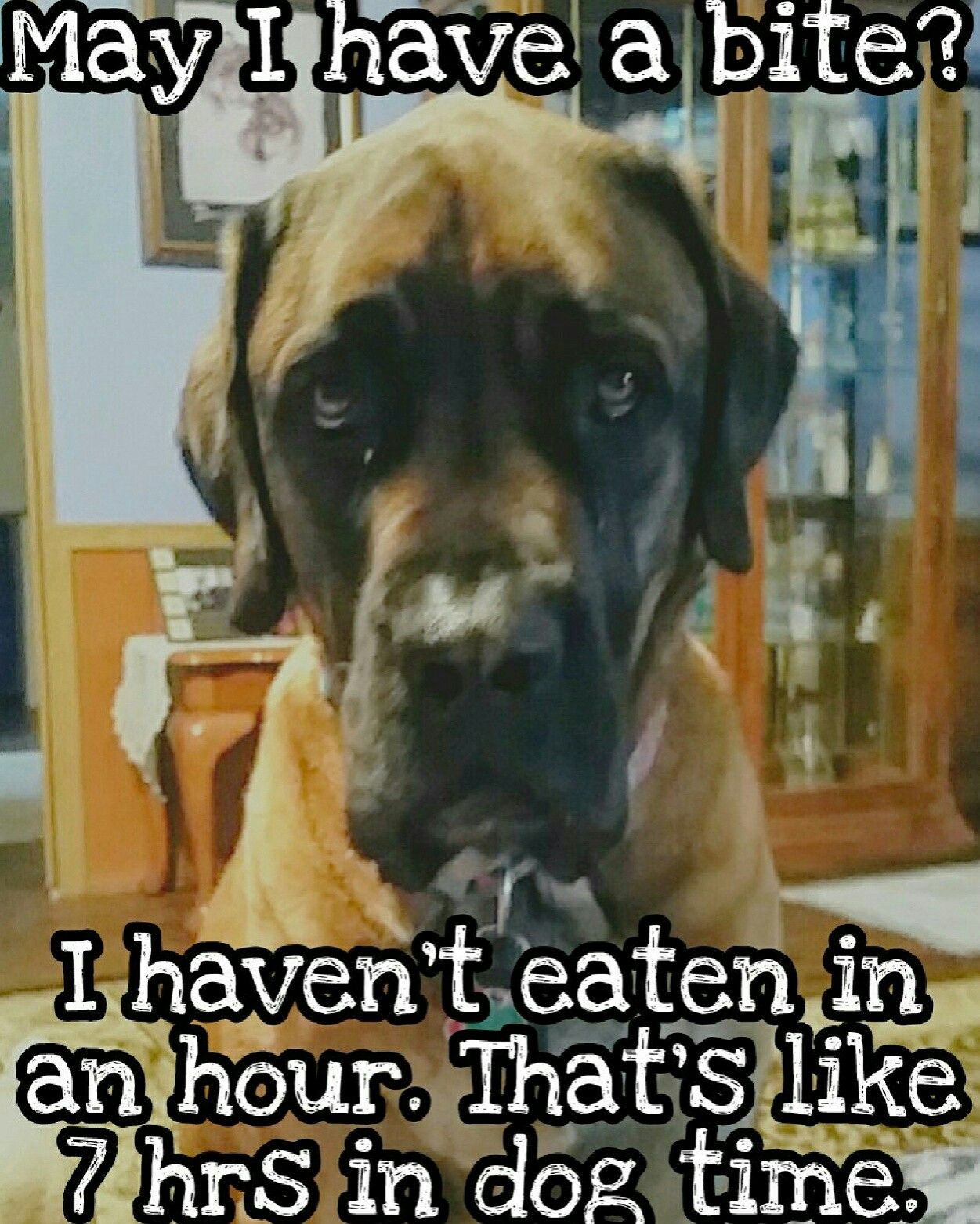 15 Funny Mastiff Memes To Make Your Day 9