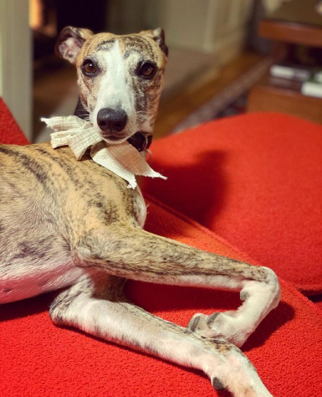 Greyhounds 37