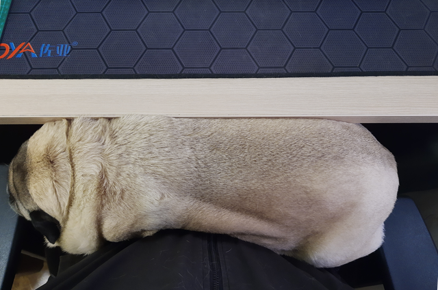 15 Realities That New Pug Owners Must Accept 9