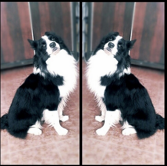 15 Funny Border Collie Memes To Make Your Day 9