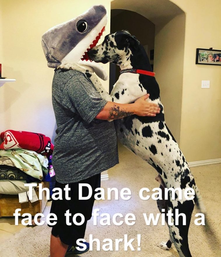 15 Funny Great Dane Memes To Make Your Day 9