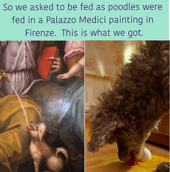 15 Funny Poodle Memes To Make Your Day 9