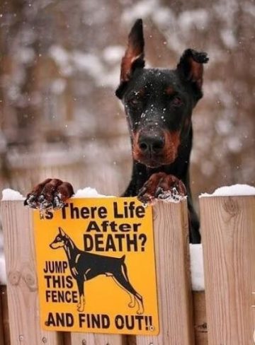15 Funny Doberman Pinscher Memes To Make Your Day 9
