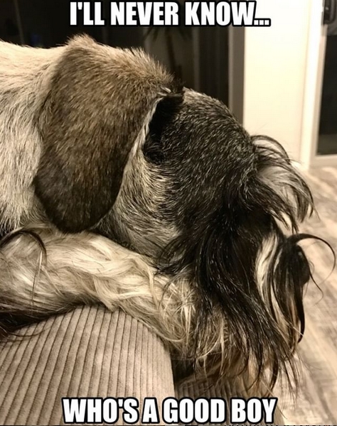 15 Funny Schnauzer Memes To Make Your Day 9