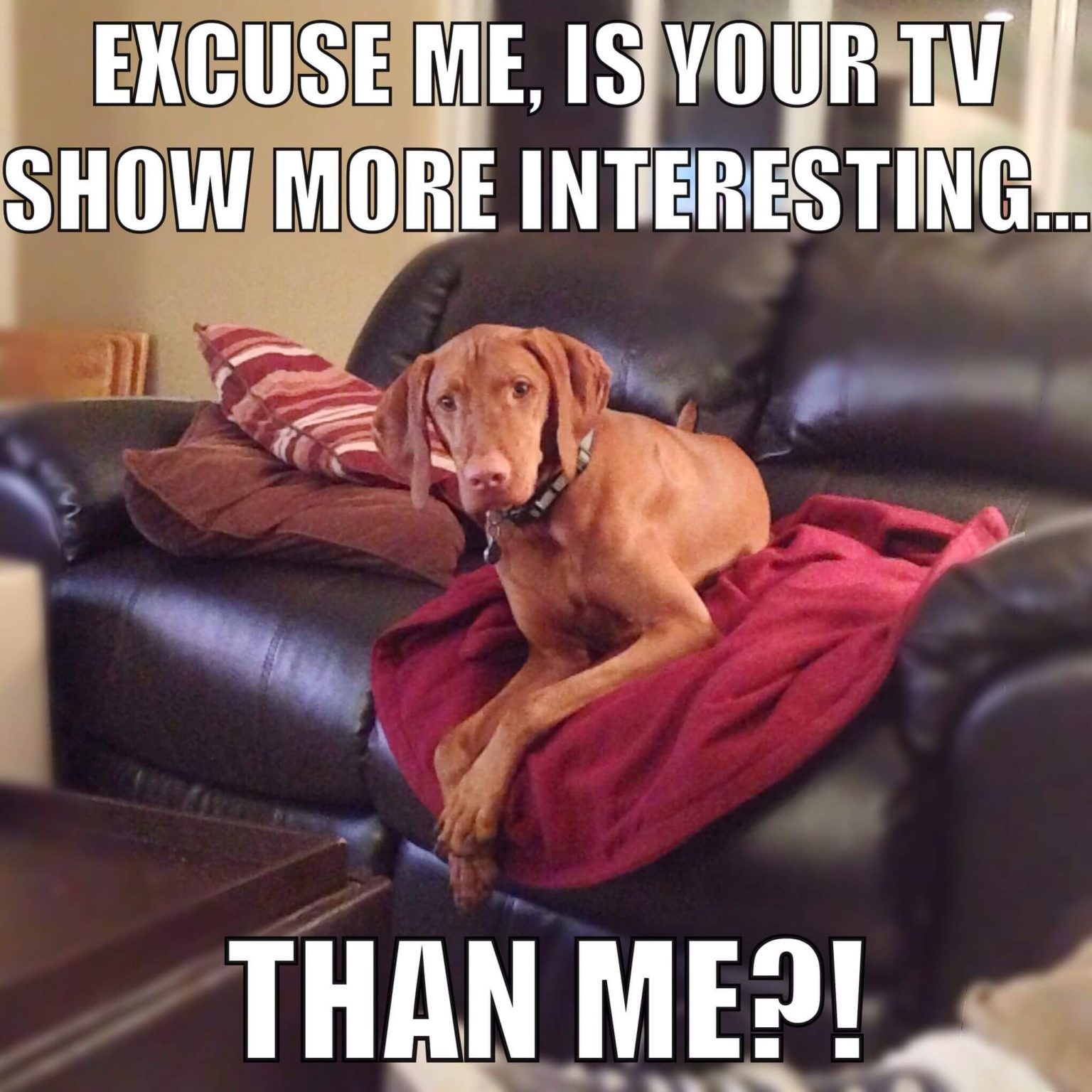 15 Funny Vizsla Memes To Make Your Day 9