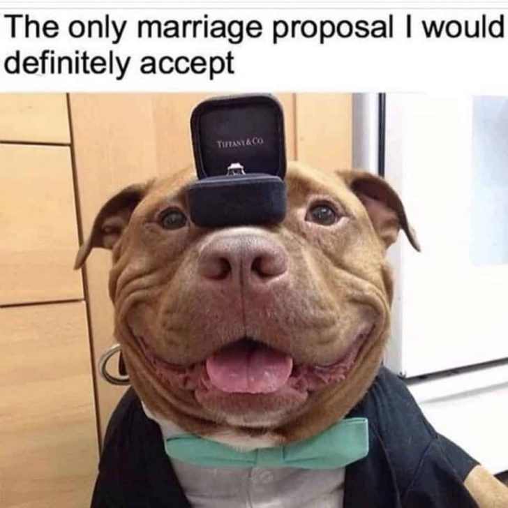 15 Funny Pit Bull Memes To Make Your Day 9