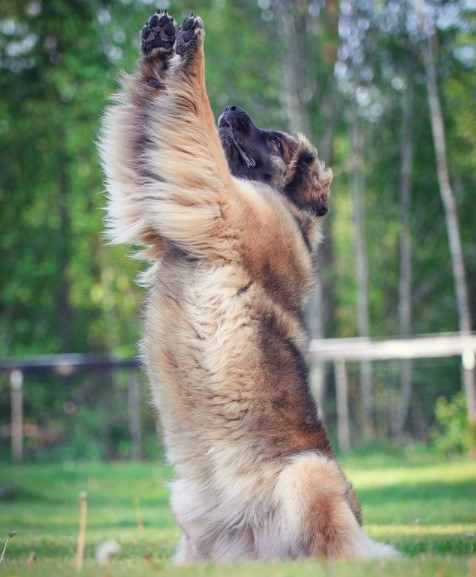 16 Pictures That Prove Leonbergers Are Perfect Weirdos 11