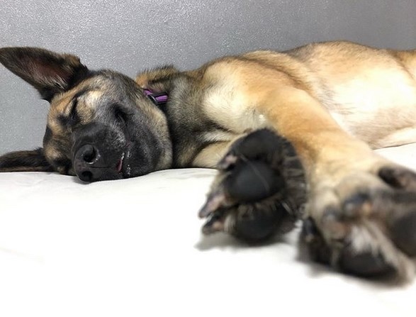 15 Pictures That Prove Belgian Malinoises Are Perfect Weirdos 9