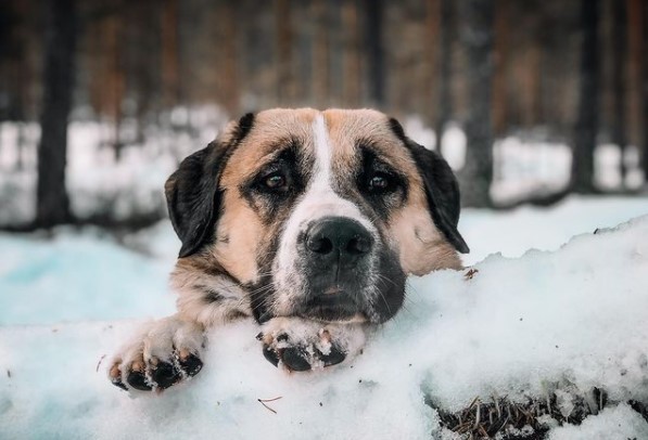 15 Pictures That Prove Anatolian Shepherds Are Perfect Weirdos 9