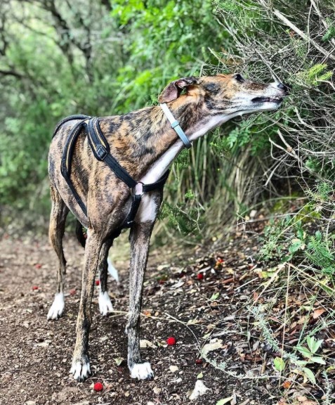 15 Pictures That Prove Greyhounds Are Perfect Weirdos 9