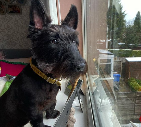 15 Pictures That Prove Scottish Terriers Are Perfect Weirdos 9