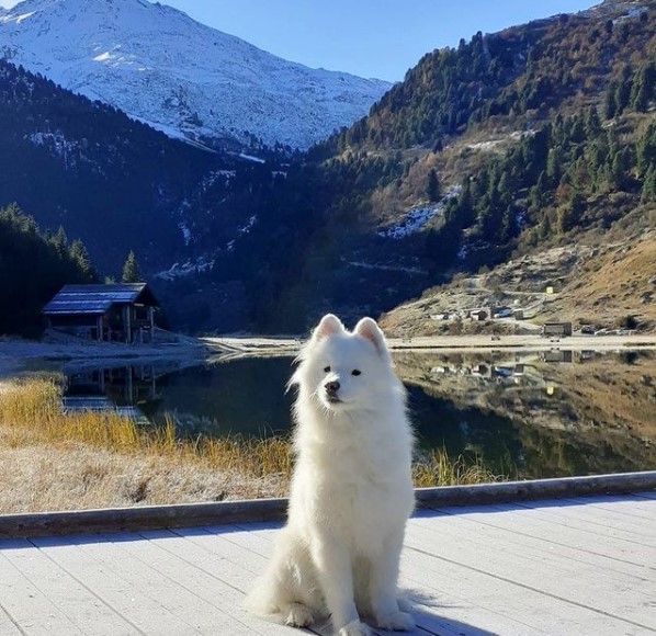 16 Pictures That Prove Samoyeds Are Perfect Weirdos 9