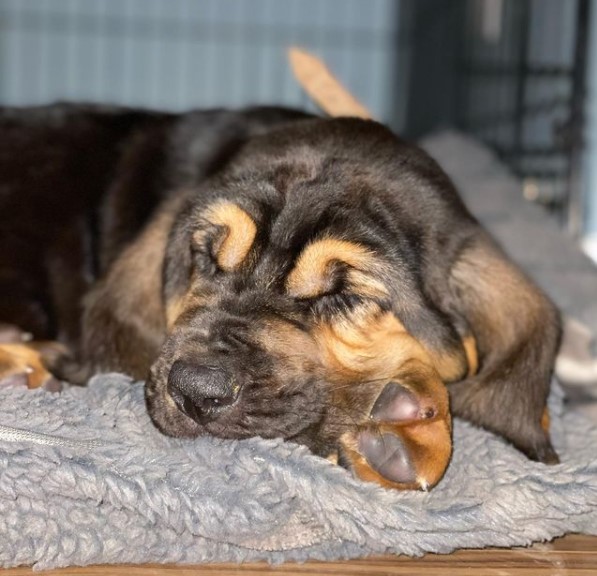 15 Pictures That Prove Bloodhounds Are Perfect Weirdos 9