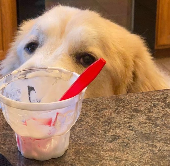 15 Pictures That Prove Great Pyrenees Are Perfect Weirdos 9