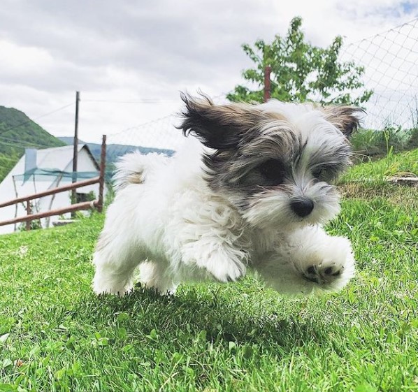 15 Pictures That Prove Havanese Dogs Are Perfect Weirdos 9
