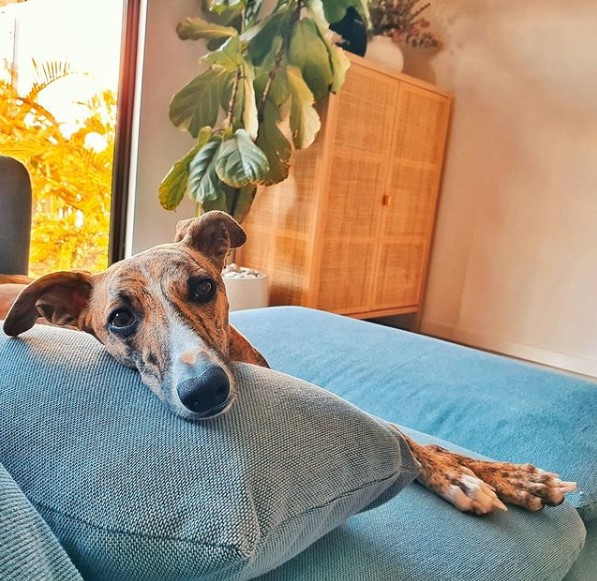 15 Pictures That Prove Whippets Are Perfect Weirdos 9