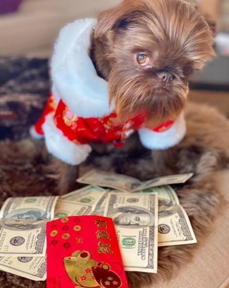 15 Pictures That Prove Brussels Griffons Are Perfect Weirdos 11