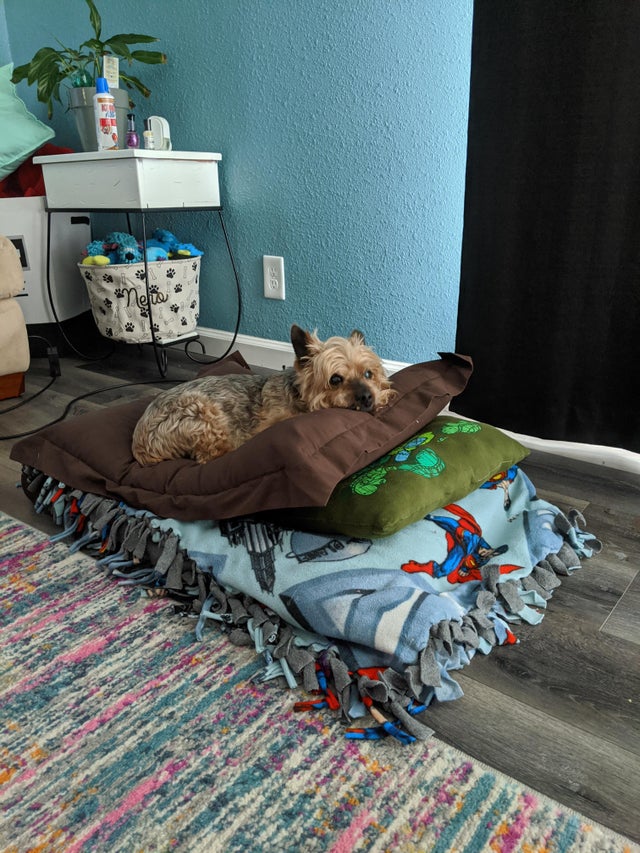 15 Realities That New Yorkie Owners Must Accept 9