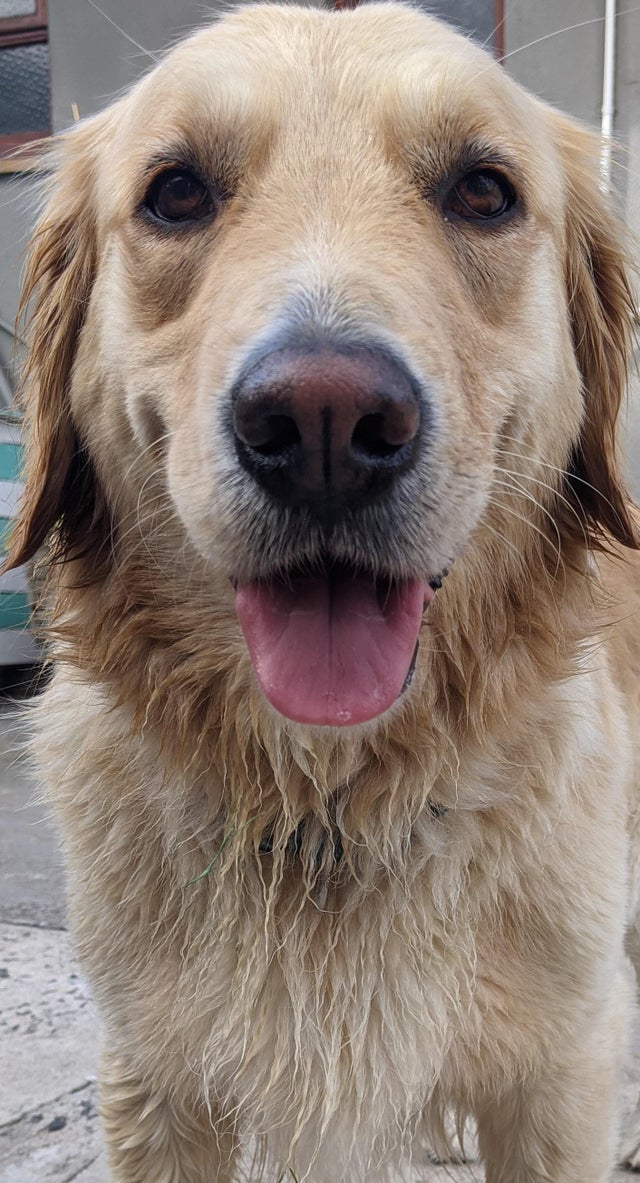 15 Realities That New Golden Retriever Owners Must Accept 9
