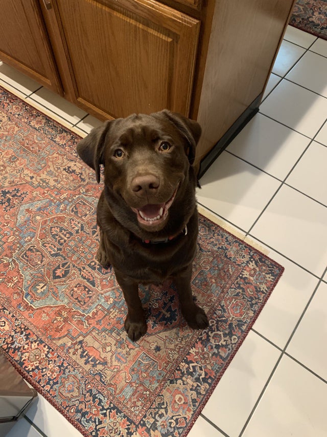 15 Things Only Labrador Owners Will Understand 9