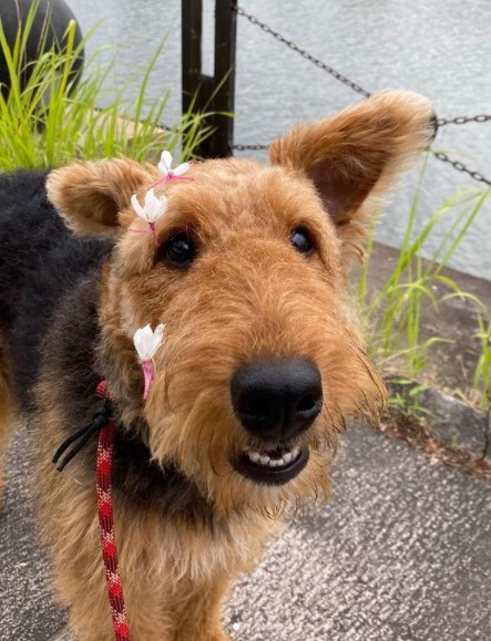 15 Pictures That Prove Airedale Terriers Are Perfect Weirdos 9