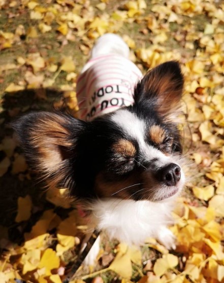 15 Pictures That Prove Papillons Are Perfect Weirdos 9