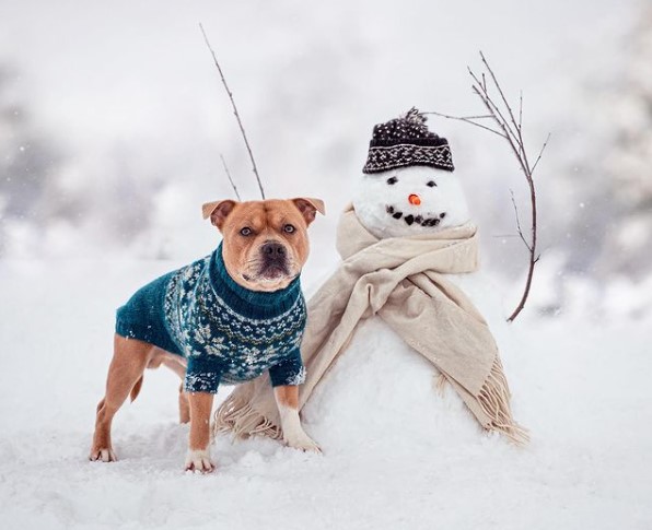 15 Pictures That Prove Staffordshire Bull Terriers Are Perfect Weirdos 9