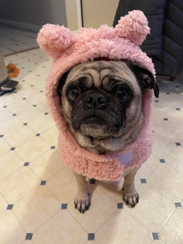 15 Things Only Pug Owners Will Understand 9