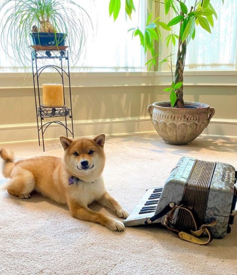 15 Pictures That Prove Shiba Inu Are Perfect Weirdos 9
