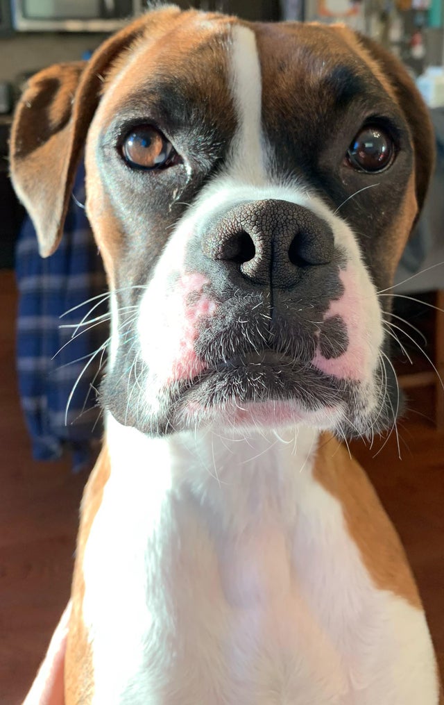 15 Realities That New Boxer Owners Must Accept 9
