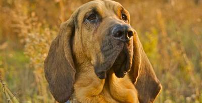 Bloodhound 29