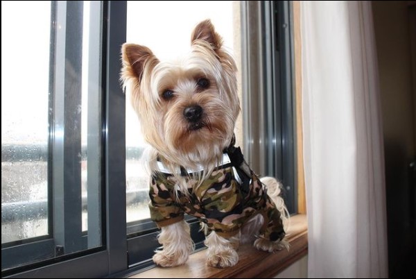 16 Pictures That Prove Yorkies Are Perfect Weirdos 9