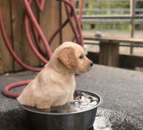 15 Pictures That Prove Golden Retrievers Are Perfect Weirdos 9