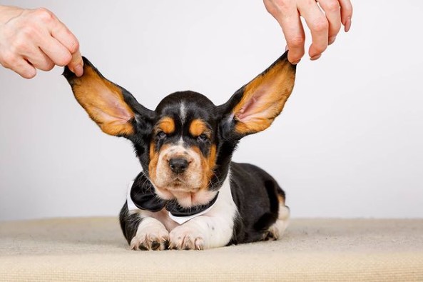 15 Pictures That Prove Basset Hounds Are Perfect Weirdos 9