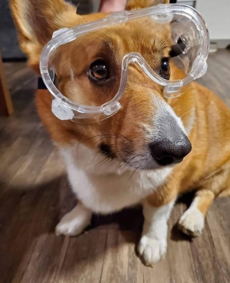 15 Pictures That Prove Corgis Are Perfect Weirdos 9