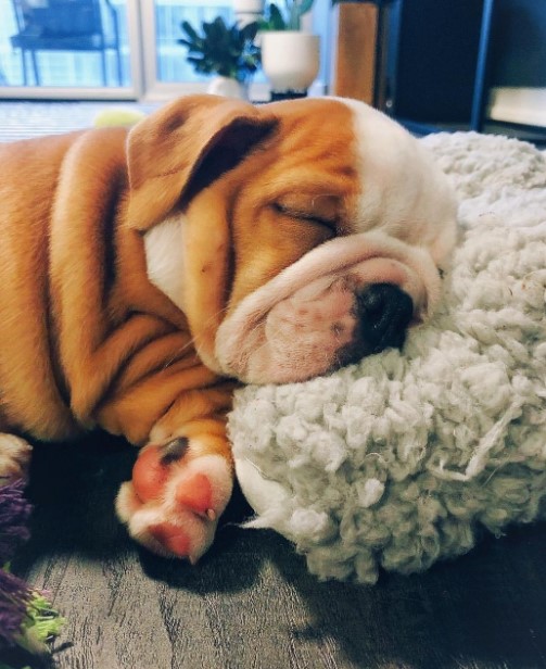15 Pictures That Prove English Bulldogs Are Perfect Weirdos 10 15 Pictures That Prove English Bulldogs Are Perfect Weirdos 10