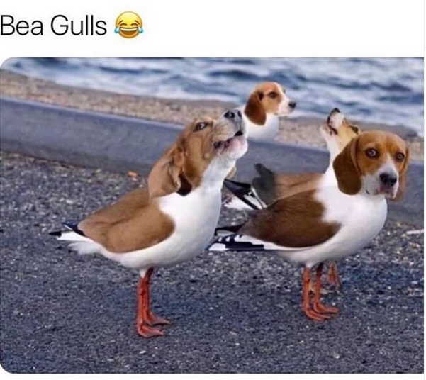 15 Funny Beagle Memes To Make Your Day 9