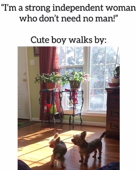 15 Funny Yorkies Memes To Make Your Day 9
