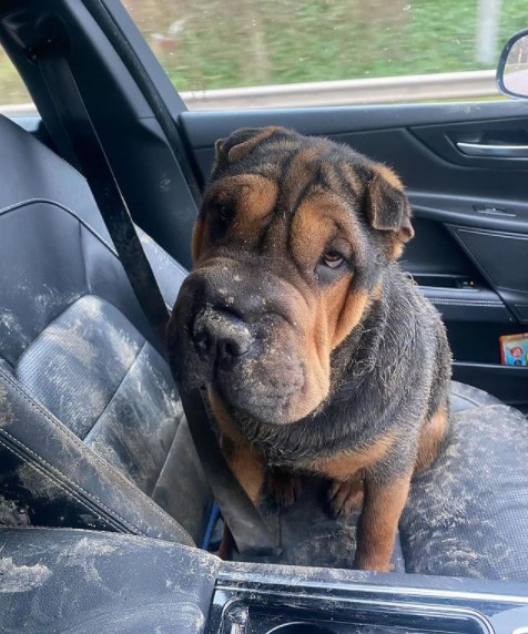 15 Pictures That Prove Shar Peis Are Perfect Weirdos 9