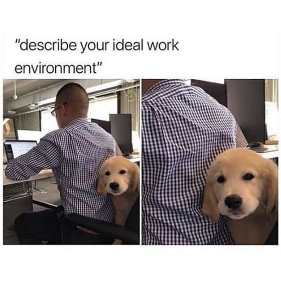 15 Funny Golden Retriever Memes To Make Your Day 9